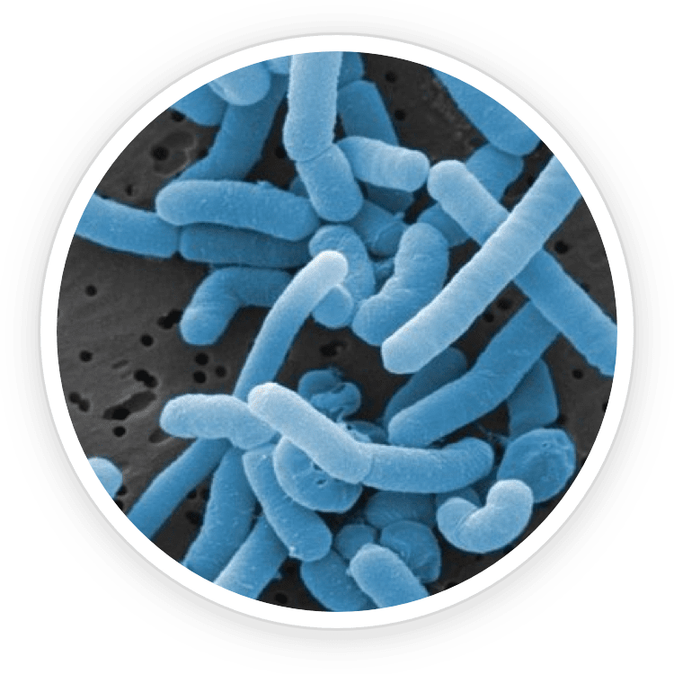 Lactobacillus reuteri under magnification