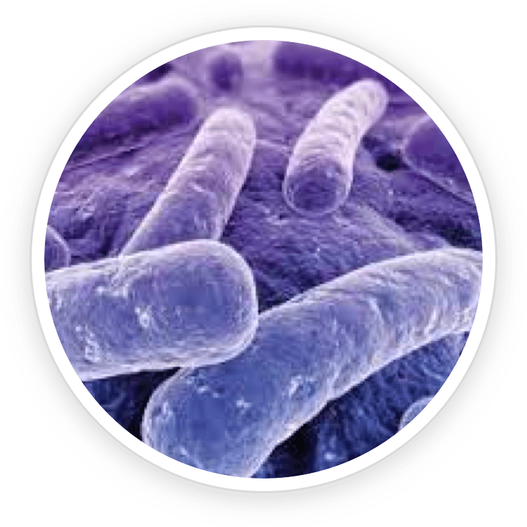 Lactobacillus paracasei under magnification