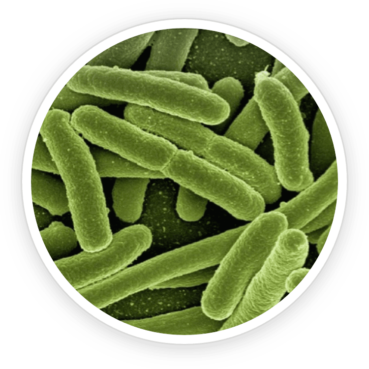 Bifidobacterium lactis under magnification